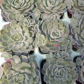 Echeveria – auch fette Henne genannt