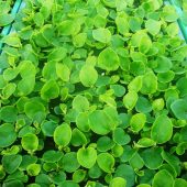 Die Eisbegonien sind schon kräftig gewachsen