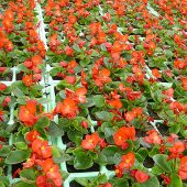 Eisbegonien – auch ewige Liebe genannt