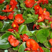 Eisbegonien – auch ewige Liebe genannt