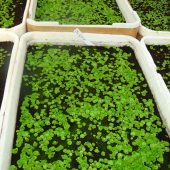 Kleine Eisbegonien nach der Keimung