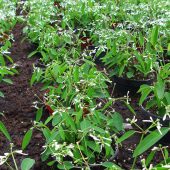 Euphorbien aus eigener Aufzucht