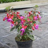 Fuchsie