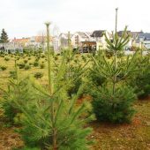 Gehölz zum Schnitt für Wintergestecke und Grababdeckung