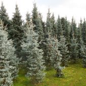 Gehölz zum Schnitt für Wintergestecke und Grababdeckung