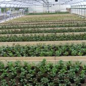 Der Blick in eines unserer zwölf Gewächshäuser