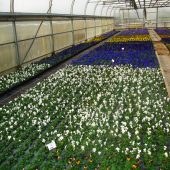 Hornveilchen in verschiedenen Farben