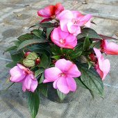 Impatiens Neu-Guinea
