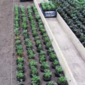 Jungpflanzen werden in die Erdbeete gestellt