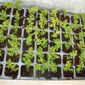 Kleine Pilea-Stecklinge für die Sommerbepflanzung