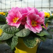 Primeln aus eigener Aufzucht