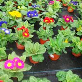 Primeln aus eigener Aufzucht