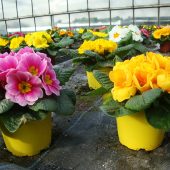 Primeln aus eigener Aufzucht