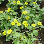 Sanvitalia – auch Husarenknopf genannt