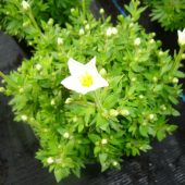 Saxifraga für die Frühlingsbepflanzung