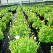 Saxifraga für die Frühlingsbepflanzung