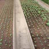 Sonnenblumensetzlinge