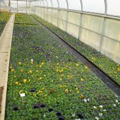 Stiefmütterchen für die Frühlingsbepflanzung