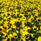 Stiefmütterchen für die Frühlingsbepflanzung