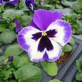 Stiefmütterchen für die Frühlingsbepflanzung