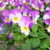 Stiefmütterchen aus eigener Aufzucht