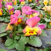 Stiefmütterchen aus eigener Aufzucht