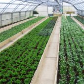 Jungpflanzen soweit das Auge reicht